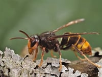 Concerns over invasive Asian hornets after Northern Ireland sighting