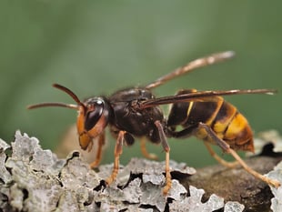No reports in the Isle of Man of 'damaging' Asian hornets