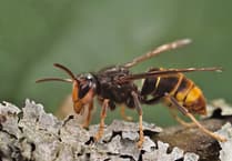 Isle of Man concerns over invasive Asian hornets after Northern Ireland sighting