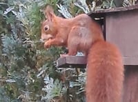 Should red squirrels be introduced here?