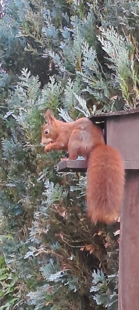 A red squirrel in Formby