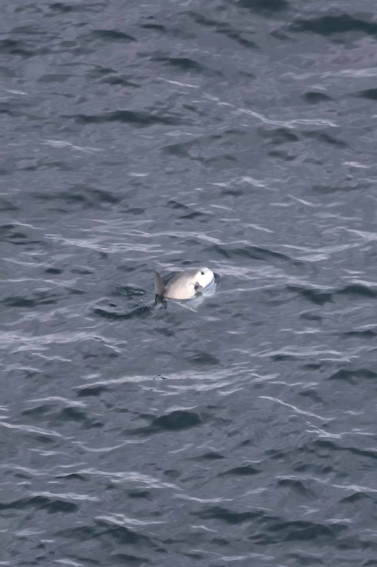 Video shows rare marine visitor swimming off Isle of Man coast