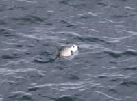 Video shows rare marine visitor swimming off Isle of Man coast