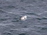 Video shows rare marine visitor swimming off Isle of Man coast