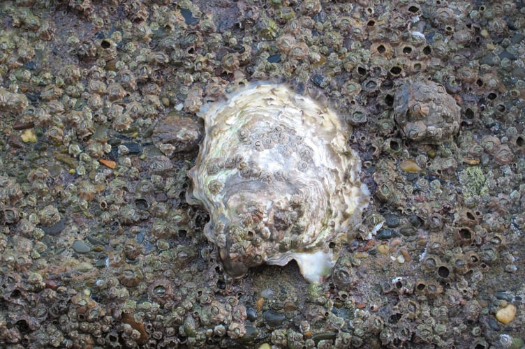The Pacific oyster is an invasive species in the Isle of Man