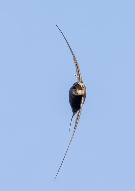 A Swift homing in on a insect (Photo: EJ White)