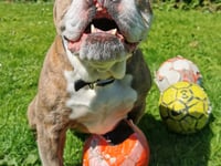 Meet the Manx bulldog who's been cheering on England at Euro 2024 