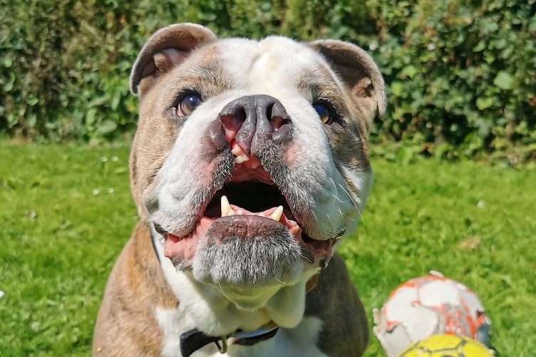 Chaz the bulldog