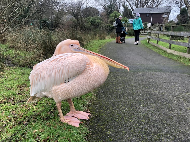 Curraghs Wildlife Park