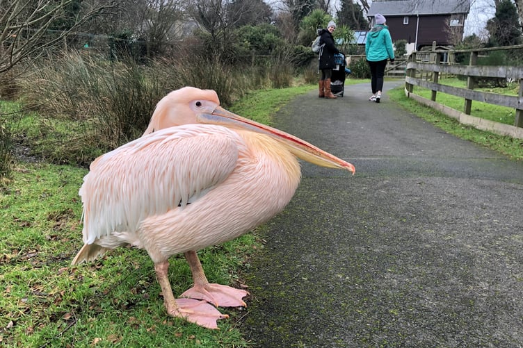 Curraghs Wildlife Park