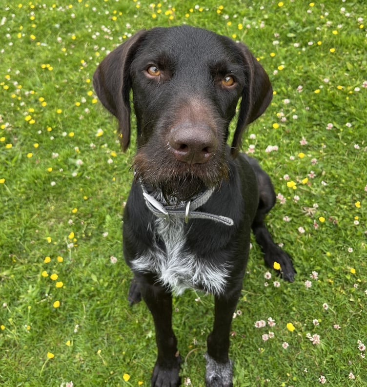 Dexter the German Wirehaired Pointer
