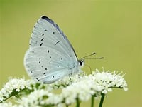 'Spare 15 minutes and help count butterflies on the Isle of Man'