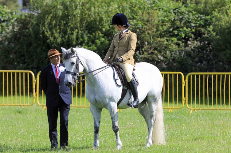 The judging of the equestrians