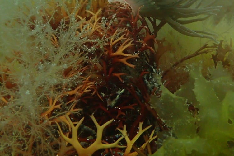 Andrew Pegge won the scenic category for his photograph of a snakelocks anemone mounted on a turf of seaweed.