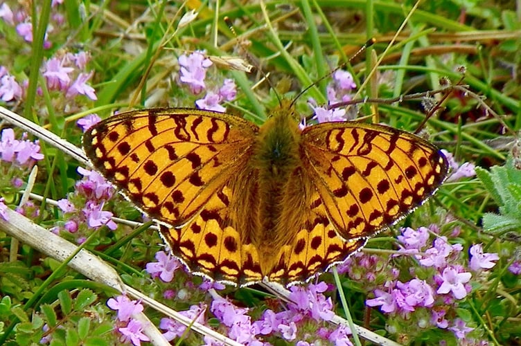 Dark Green Fritillary photographed at the Ayres