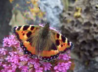 Where have all the butterflies gone - and should we be worried?