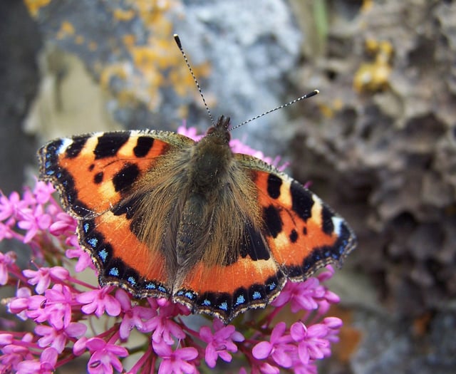 Where have all the butterflies gone - and should we be worried?