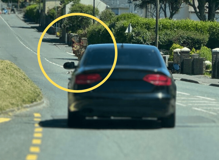 Dog with its head out of car window in Ballasalla.