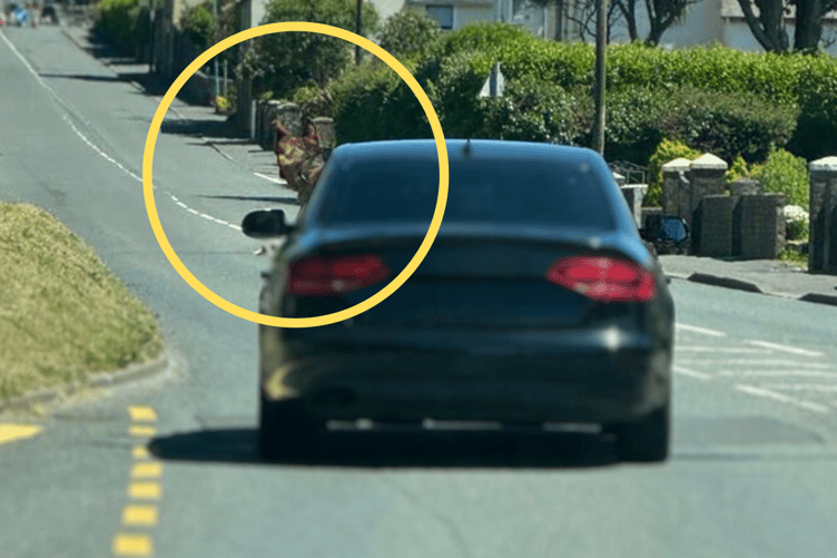 Dog with its head out of car window in Ballasalla.