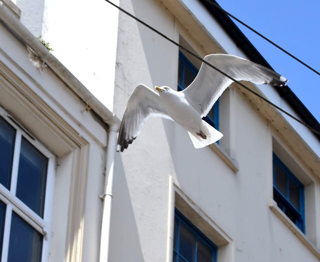 Urgent appeal after seagull found with hook through its beak