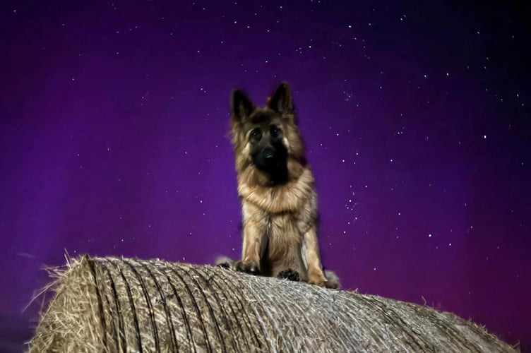 Sadie the German Shepherd with the beautiful Aurora Borealis lighting up the sky in Andreas behind her