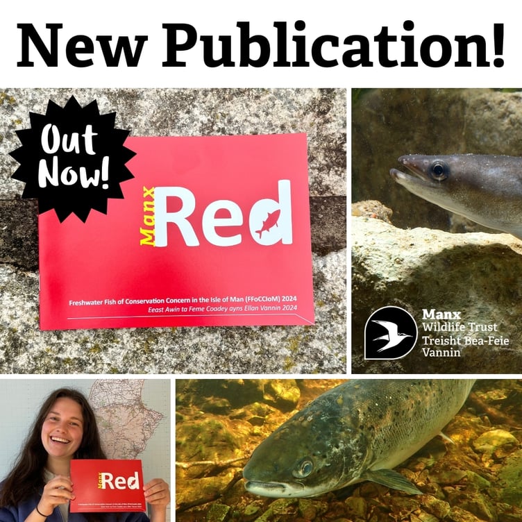 ‘Freshwater Fish of Conservation Concern in the Isle of Man 2024’