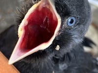 MSPCA column: The smartest birds in the world