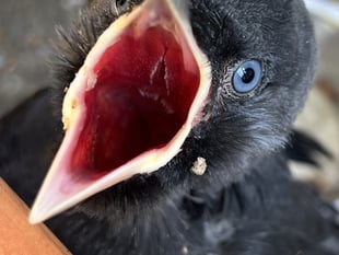 MSPCA column: The smartest birds in the world