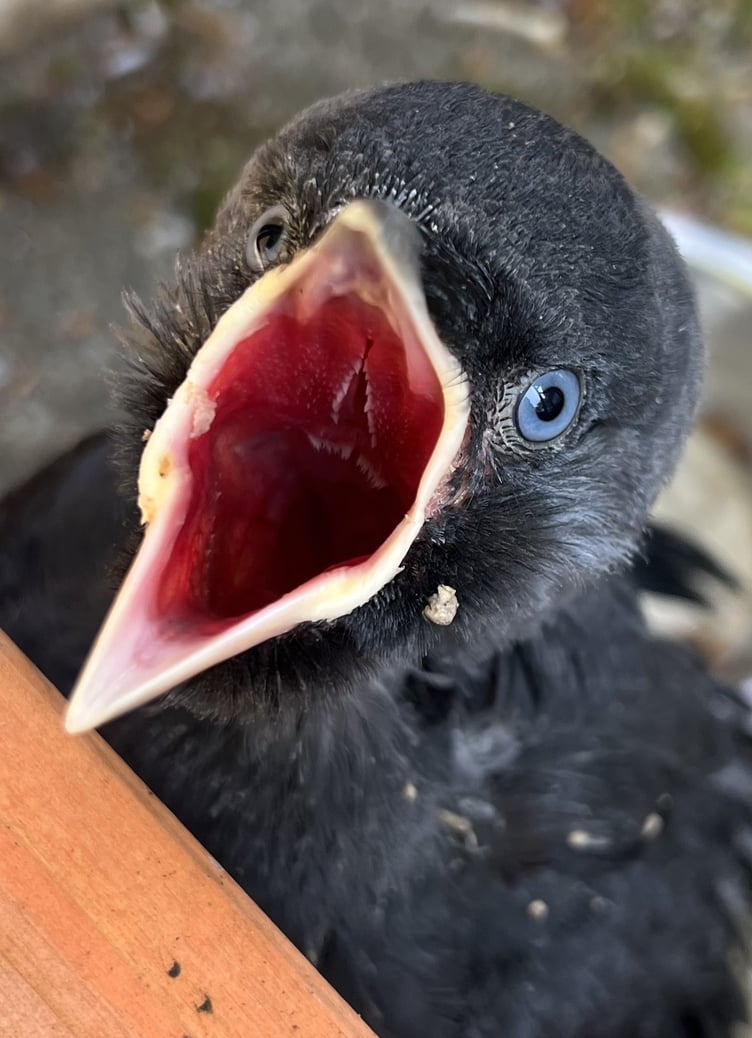 A jackdaw fledgling