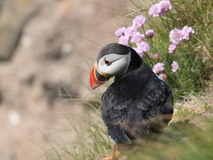 PlayItForward protecting the local biosphere with Manx Wildlife Trust