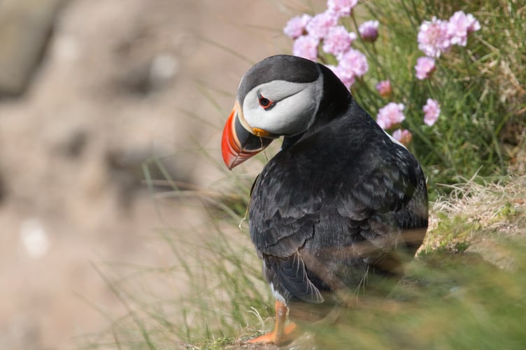 Puffin