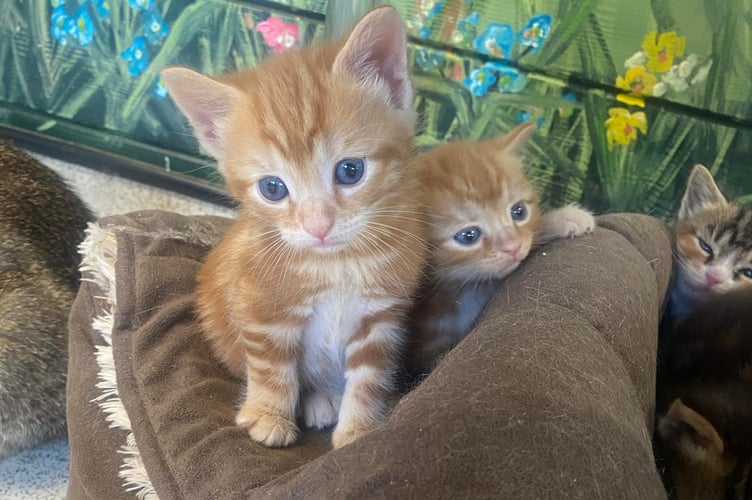 Mann Cat Sanctuary rescued 28 cats from one household