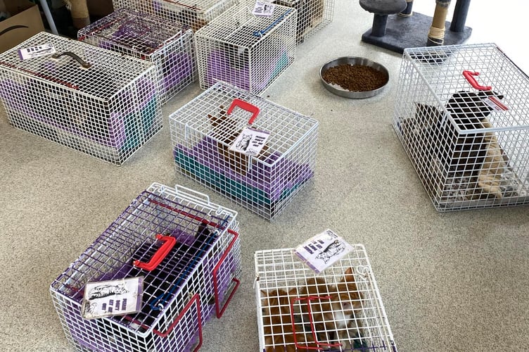 Mann Cat Sanctuary rescued 28 cats from one household
