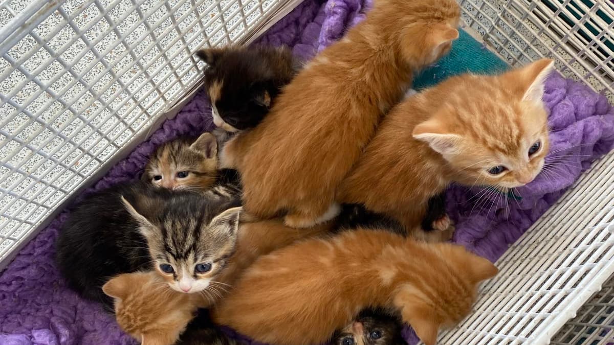 Manx pet charity rescues a staggering 28 cats from one household ...