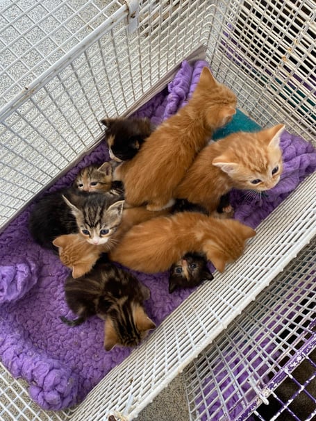 Mann Cat Sanctuary rescued 28 cats from one household