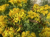 MSPCA column: Is it right to demonise ragwort?