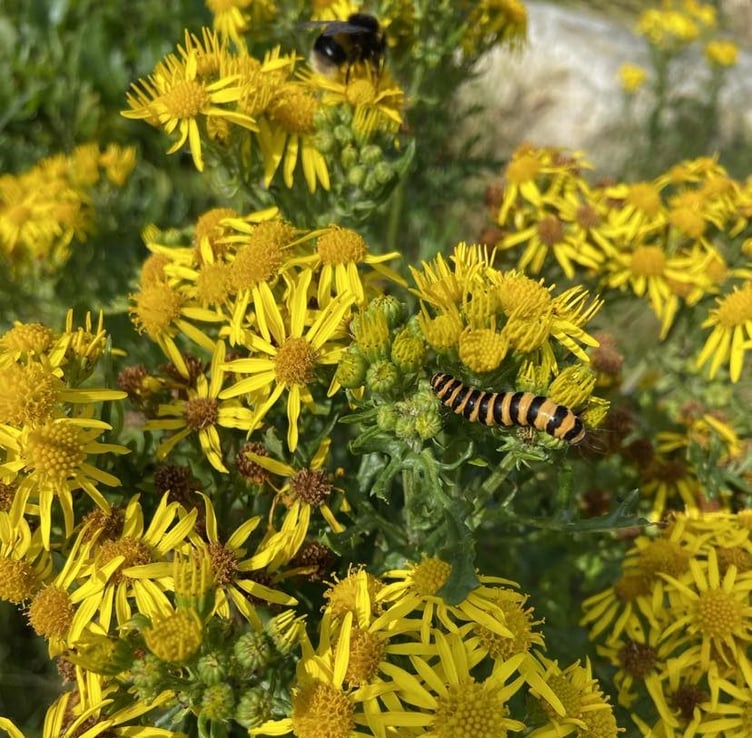 A cinnabar caterpillar and a bee on some ragwort at Gansey