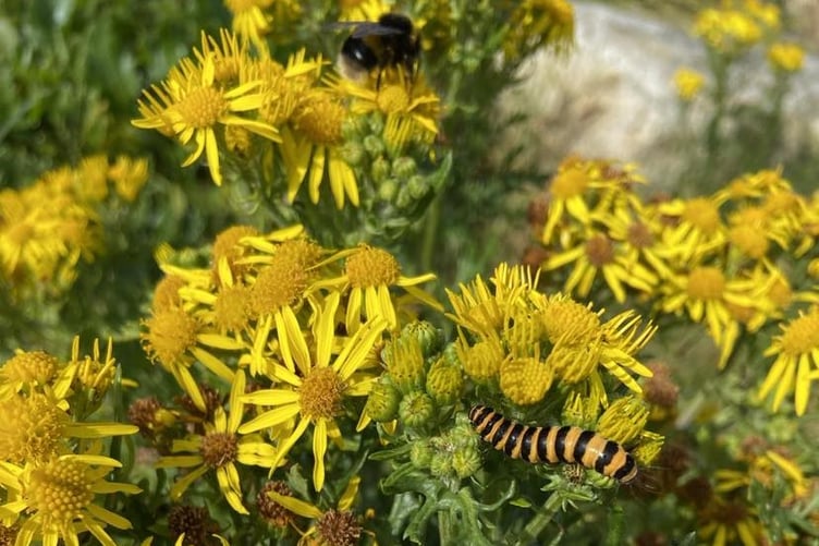 A cinnabar caterpillar and a bee on some ragwort at Gansey