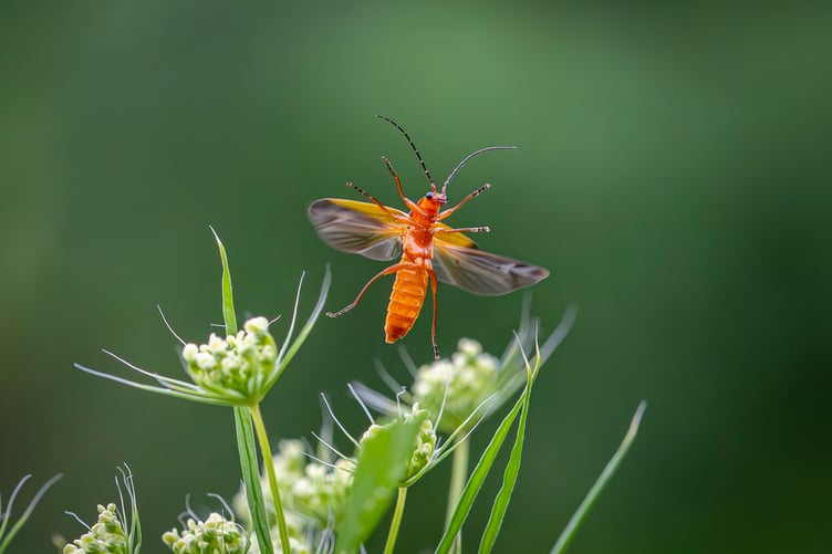 Sean Corlett captured this amazing phot of a red soldier beetle which made it into the Countryfile Calendar for 2025