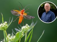 Photographer's beetle shot makes coveted BBC Countryfile Calendar
