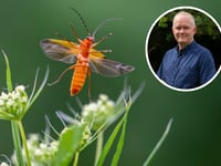 Photographer's beetle shot makes coveted BBC Countryfile Calendar