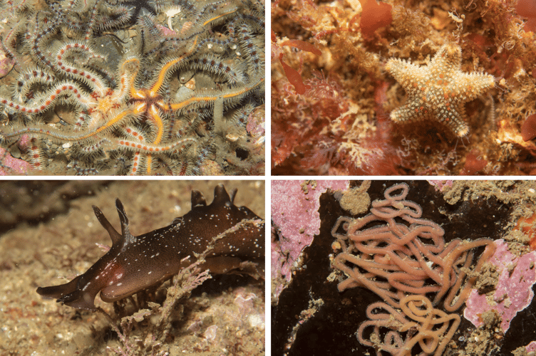 Left to right (clockwise): brittle stars, cushion star, sea hare eggs and spotted sea hare
