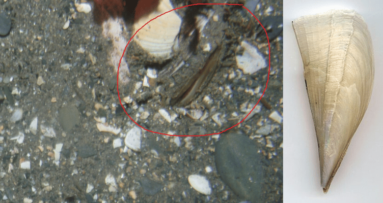 A possible fan mussel from Port Erin Bay. Whole shell shown for comparison.