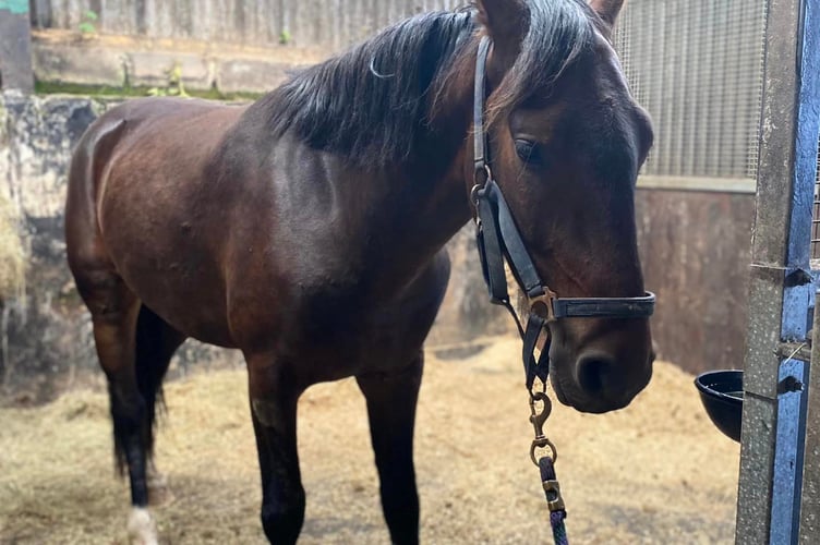 The owners returned him to the stables for a well deserved rest