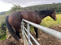Horse trapped for around two hours after becoming wedged on gate