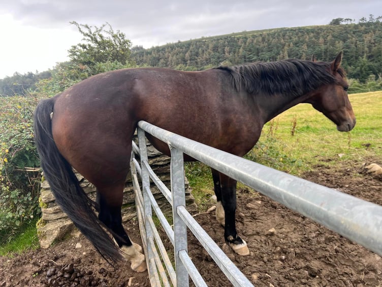 Crews from Isle of Man Fire and Rescue Service in Ramsey rescued a horse trapped on a farm gate on Thursday morning