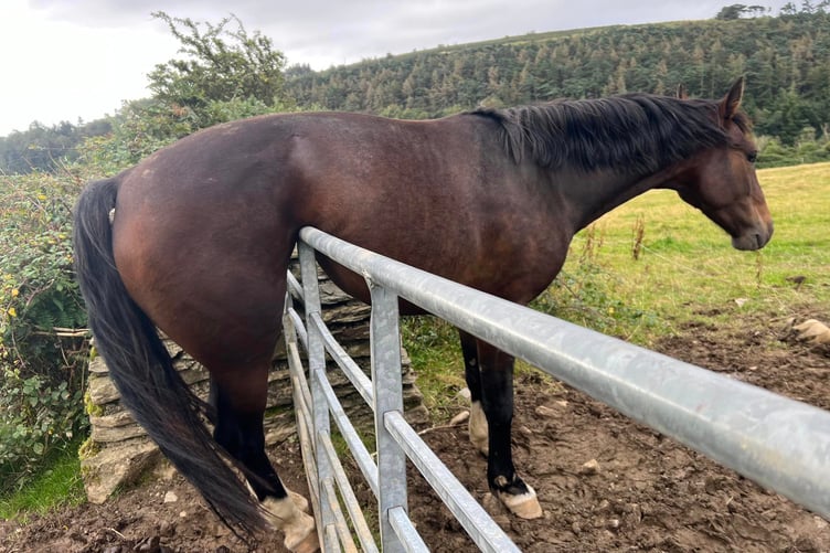 Crews from Isle of Man Fire and Rescue Service in Ramsey rescued a horse trapped on a farm gate on Thursday morning