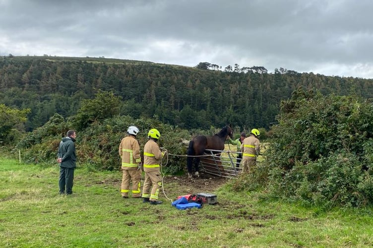 Upon arrival crews liaised with the owner of the horse and the attending Vet to devise a plan to free him safely.