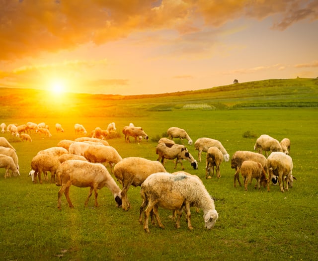 New controls on importation of sheep and goat products introduced