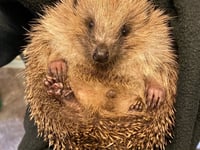 Top tips for if you find an injured or unwell hedgehog in your garden